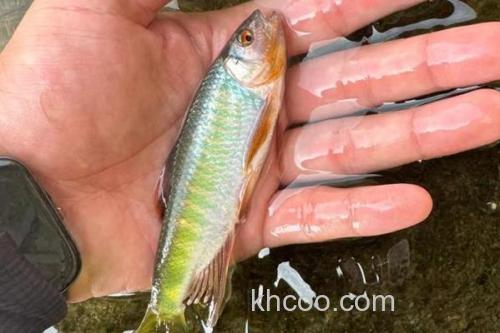 饰鳍鳢是什么鱼？_2