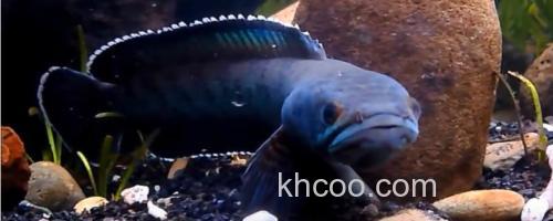 豹纹鳢是什么鱼？_0