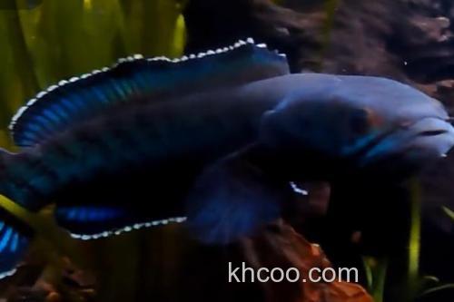 豹纹鳢是什么鱼？_1