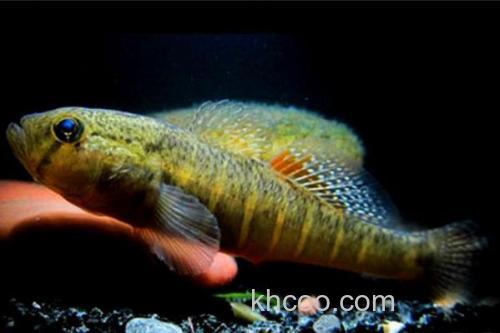 豹纹鳢是什么鱼？_3