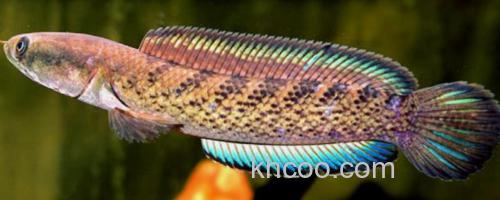 翠鳢是什么鱼？_0