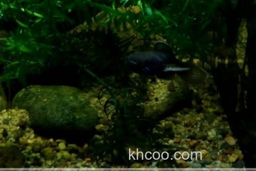 豹纹鳢是什么鱼？_2