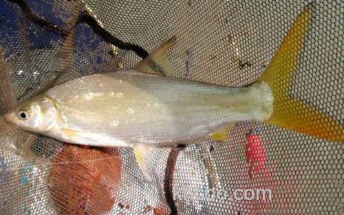 鲴鱼_3