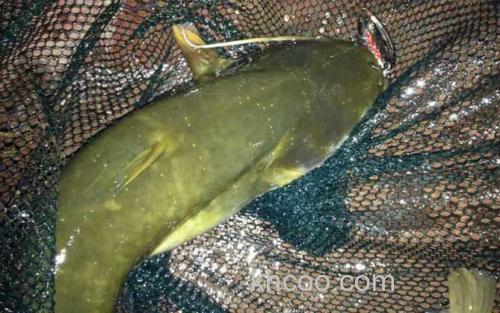 鲶鱼_4