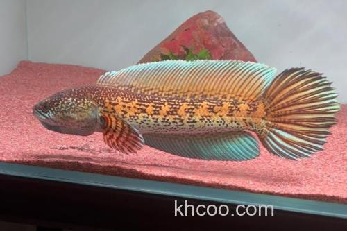 翠鳢是什么鱼？_2