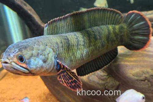 翠鳢是什么鱼？_1