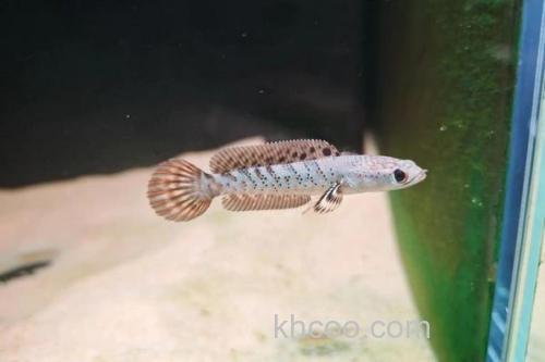 翠鳢是什么鱼？_3