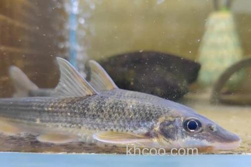 钝吻鳢是什么鱼？_1