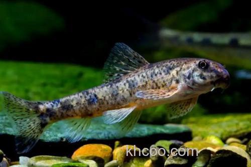 钝吻鳢是什么鱼？_3