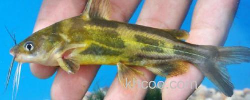 光泽黄颡鱼是什么鱼？_0