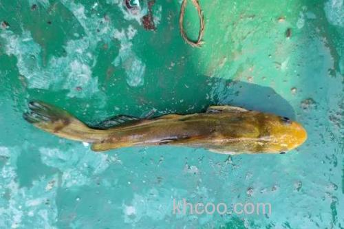 光泽黄颡鱼是什么鱼？_2