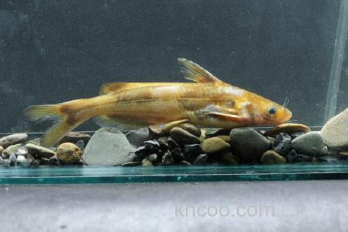 光泽黄颡鱼是什么鱼？_1