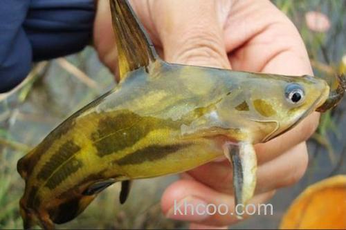 光泽黄颡鱼是什么鱼？_3