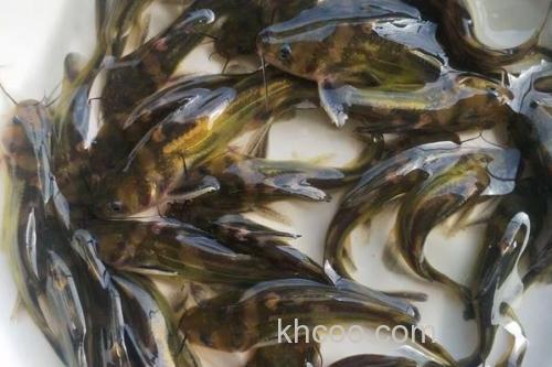 中间黄颡鱼是什么鱼？_3