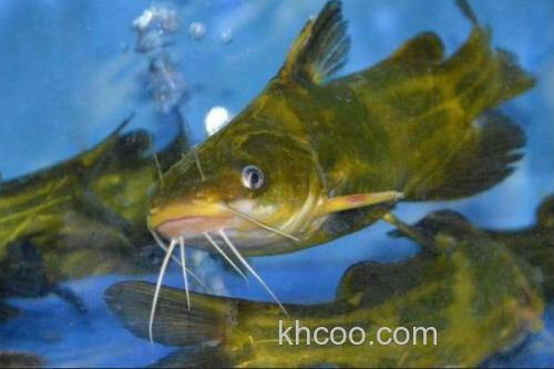 中间黄颡鱼是什么鱼？_2