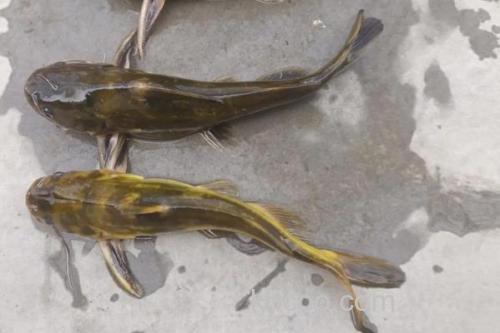 中间黄颡鱼是什么鱼？_1