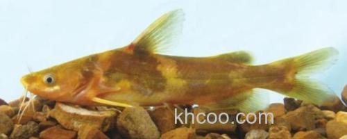 中间黄颡鱼是什么鱼？_0