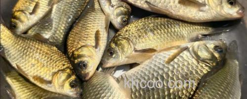 黄金鲫能自然繁殖吗？_0