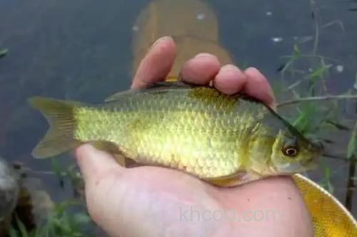 黄金鲫能自然繁殖吗？_2