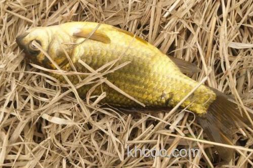 黄金鲫能自然繁殖吗？_1