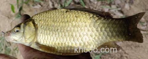 黄金鲫价格多少钱一斤？_0