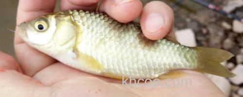 黄金鲫最大能长多大？_0