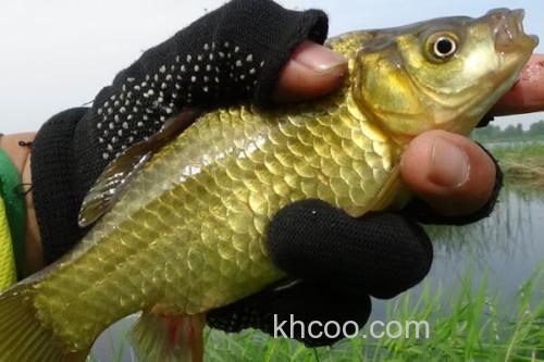 黄金鲫价格多少钱一斤？_1