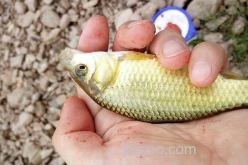 黄金鲫价格多少钱一斤？_2