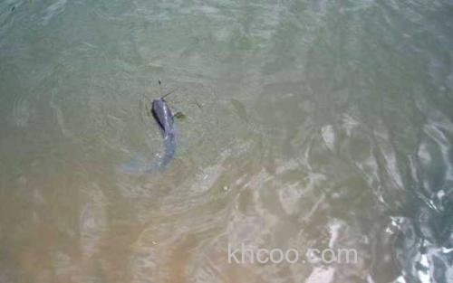 钓鲶鱼_0