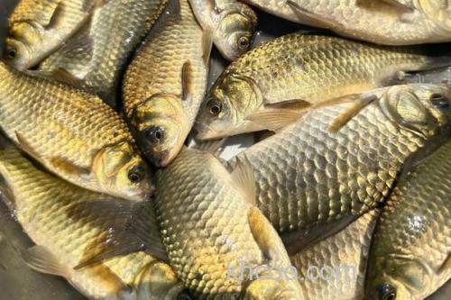 黄金鲫最大能长多大？_2