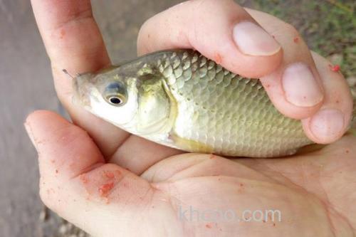 黄金鲫最大能长多大？_1
