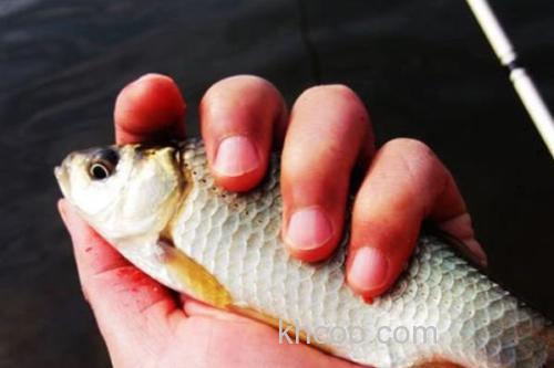 钓黄金鲫的方法和技巧_1