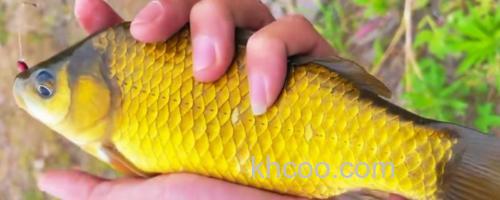 钓黄金鲫的方法和技巧_0