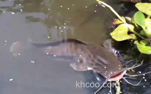 鲶鱼_2
