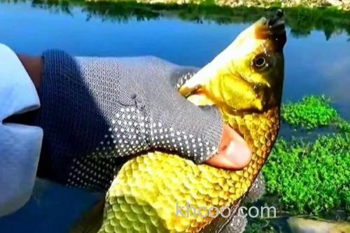 钓黄金鲫的方法和技巧_2