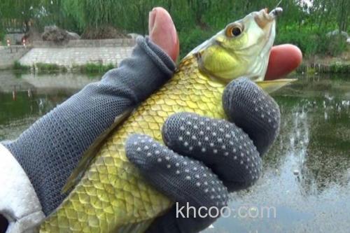 钓黄金鲫的方法和技巧_3