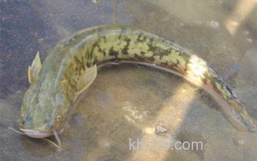 钓鲶鱼_0