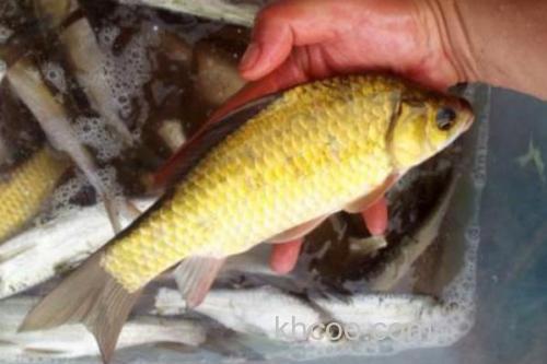 钓黄金鲫的方法和技巧_4