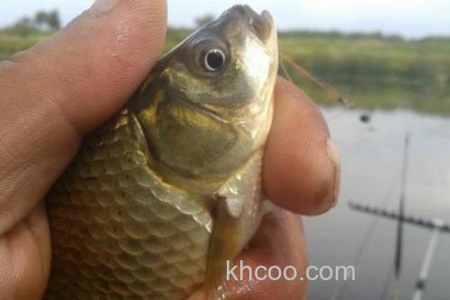 钓黄金鲫的方法和技巧_5