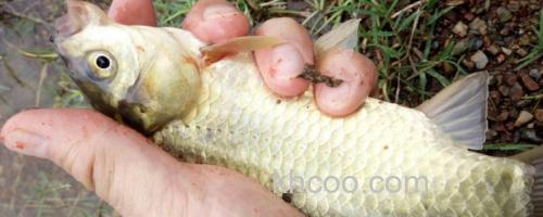 钓黄金鲫用什么饵料好？_0