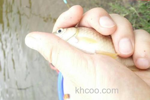 钓黄金鲫用什么饵料好？_2