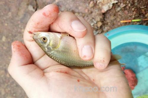 钓黄金鲫用什么饵料好？_1