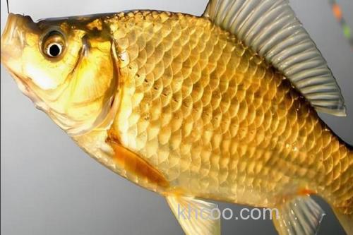 黄金鲫是鲤鱼还是鲫鱼？_1