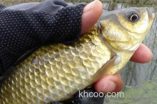 钓黄金鲫用什么饵料好？_3