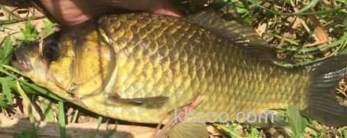 黄金鲫是鲤鱼还是鲫鱼？_0