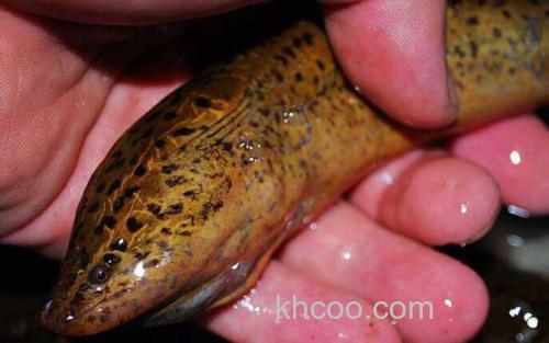 黄鳝_3