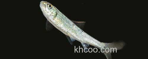 似鲤黄黝鱼是什么鱼？_0