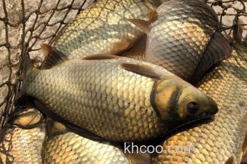 黄金鲫是鲤鱼还是鲫鱼？_2