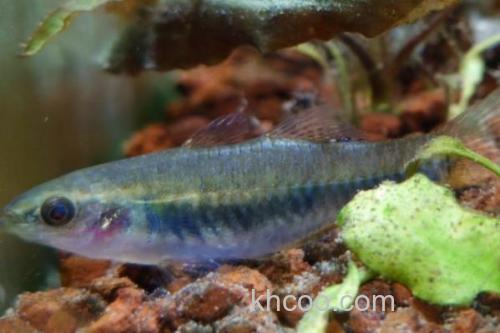 似鲤黄黝鱼是什么鱼？_1