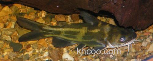 瓦氏黄颡鱼是什么鱼？_0